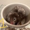 長毛ハムスター x カラーハムスターの子ども