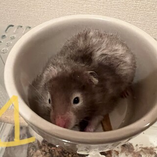 長毛ハムスター x カラーハムスターの子ども