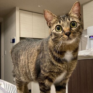 人が大好きな甘えん坊♡　ぴーたん♀