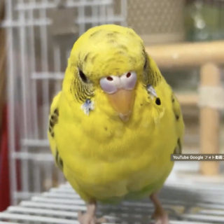 3歳のセキセイインコ(東京清瀬駅付近)