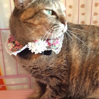 ネコもヒトも大好き♡かぐちゃん♡