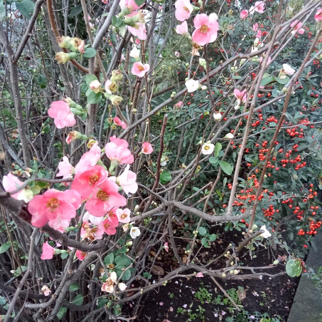 かあちゃんさんのカバー写真