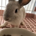 ミニウサギ　3ヶ月