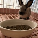 ミニウサギ　2ヶ月