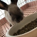 ミニウサギ　2ヶ月