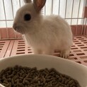ミニウサギ　2ヶ月