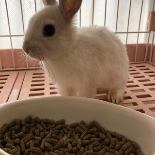 ミニウサギ　2ヶ月