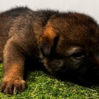 一般譲渡優先期間　8/3迄！