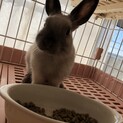 ミニウサギ　2ヶ月