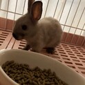 ミニウサギ　2ヶ月