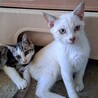 子猫の里親様募集します！ サムネイル2