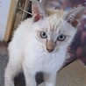 子猫の里親様募集します！ サムネイル3