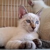 子猫の里親様募集します！ サムネイル4