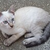 子猫の里親様募集します！ サムネイル6