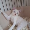 子猫の里親様募集します！ サムネイル7