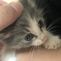 子猫の里親様急募します