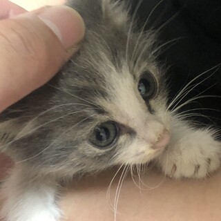 子猫の里親様急募します