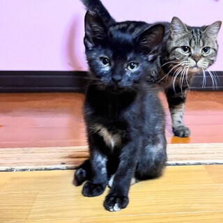 恐らく５月生まれ。元気おてんばメス子猫避妊手術済み