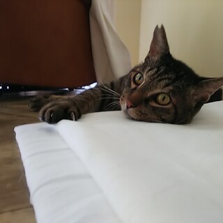 福を呼ぶ♡まんまる丸顔の福之助