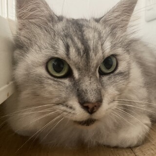 9/3譲渡会参加　神々しいゴージャスさん7才