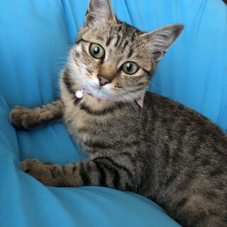 キジトラの女の子です