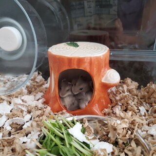 ジャンガリアンハムスター