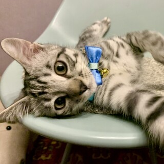 人も猫も大好きなサバトラ男子