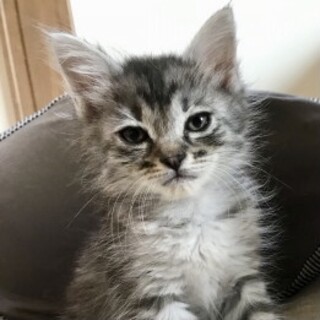 199039 長毛ふわふわ唯一無二な女子ムニ