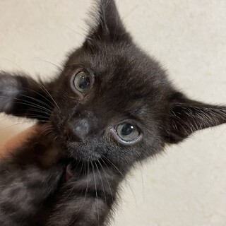 お目目くりくり黒猫女の子１か月半