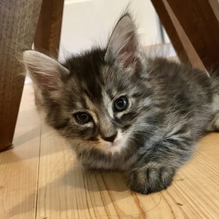 199037 長毛ふわふわ男子イケメンなヌーくん