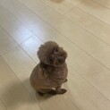 体の小さなトイプードル【はっさくちゃん】