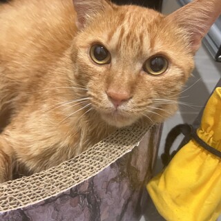 庭に紛れ込んできた茶トラの男の子♡