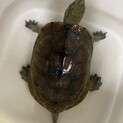 甲羅サイズ15.7cmのウンキュウさん男の子