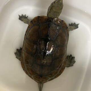 甲羅サイズ15.7cmのウンキュウさん男の子