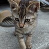 人懐っこいキジトラの美人ママと子猫 サムネイル4
