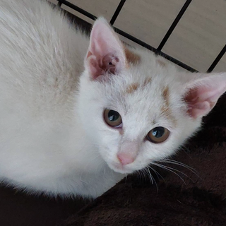 はちのへが可愛い白玉ちゃん