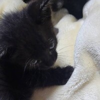 クロちゃん（男の子）