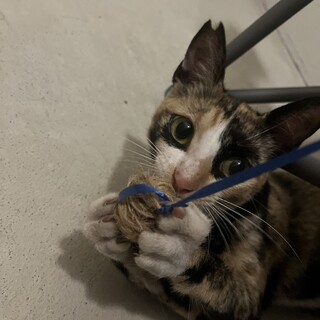 サビ三毛の女の子