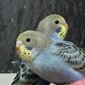 セキセイインコのひな里親さん募集です。