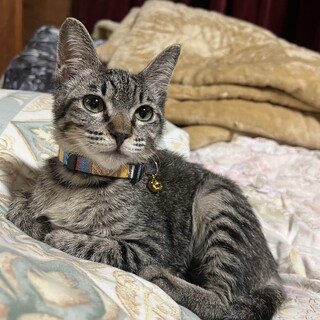 ♠ソラ君　甘えん坊さんの抱っこに添い寝大好き♥