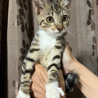 沖縄っ子♥靴下をはいたももちゃん♥