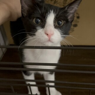 控えめデレガール⭐︎もずくちゃん