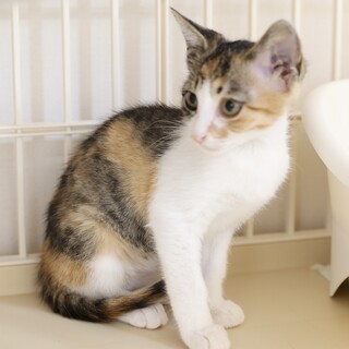 ✨里親さんが決まりました［ココちゃん］