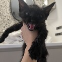 子熊顔のやんちゃボーイ⭐︎オクラ君