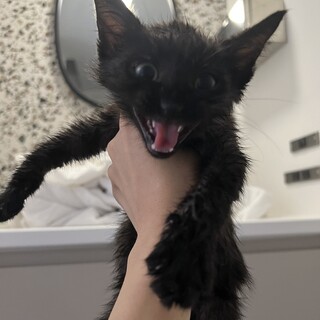 子熊顔のやんちゃボーイ⭐︎オクラ君