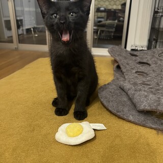 わくぱん甘えんボーイ⭐︎トロロ君