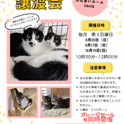 ねこカフェin小さな譲渡会