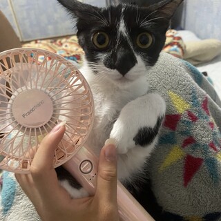 オス猫4ヶ月です！！