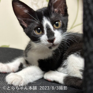 9/17さいたま市岩槻譲渡会参加　ロロちゃん