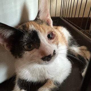 9/17さいたま市岩槻譲渡会参加　サニーちゃん